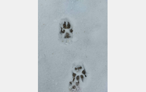 Canis lupus lupus ???