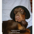 Améliorations des relations Hommes/ Chiens : LEJOSNE JEAN CLAUDE 06-85-87-77-55