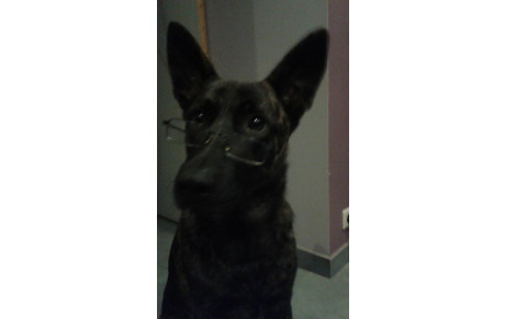 Le chien, meilleur ami de la santé de l'homme