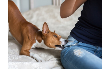 Morsure de chiens . Est il réellement responsable ?